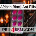 African Black Ant Pills 09